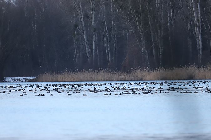 krzyżówka  - Henryk Piernikarczyk