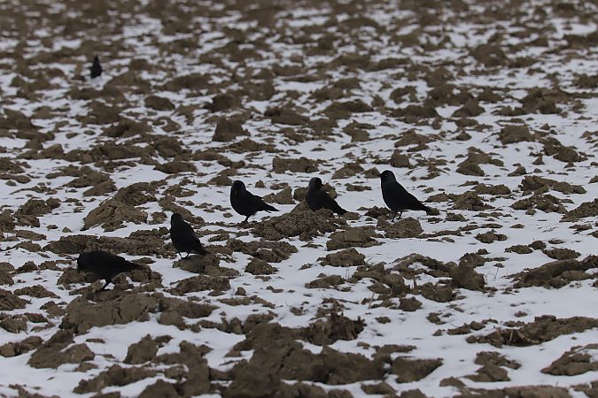 kawka  - Henryk Piernikarczyk