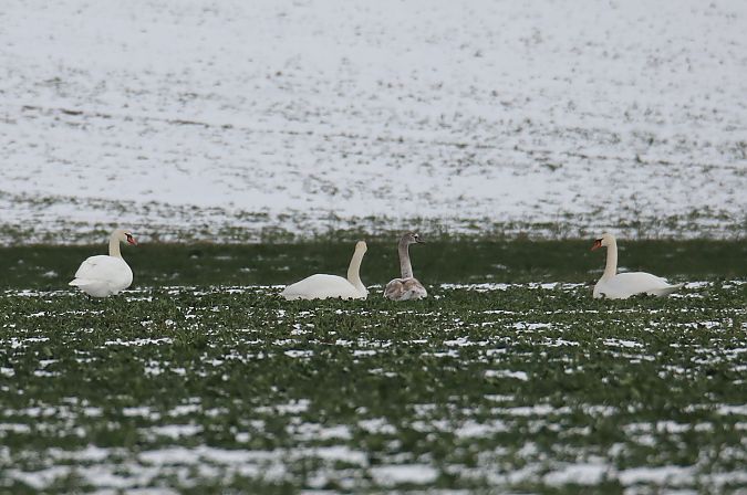 Höckerschwan  - Henryk Piernikarczyk