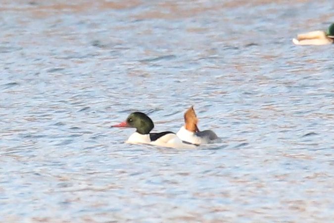 nurogęś  - Henryk Piernikarczyk