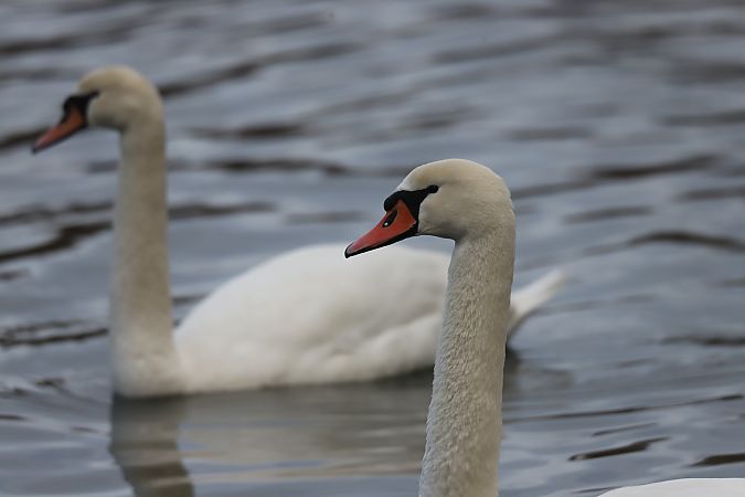 łabędź niemy  - Henryk Piernikarczyk