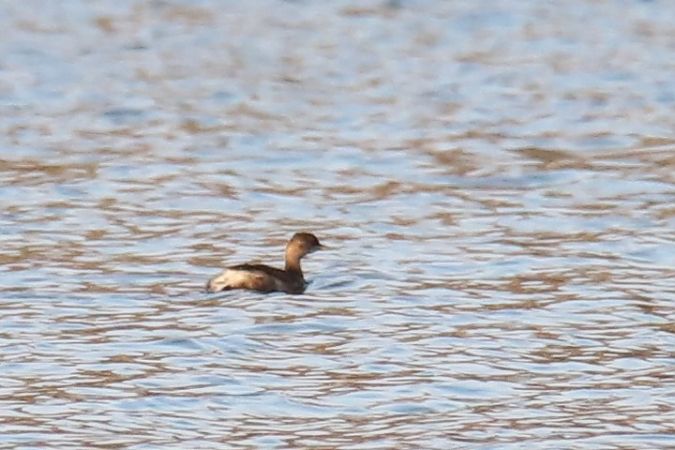 Zwergtaucher  - Henryk Piernikarczyk