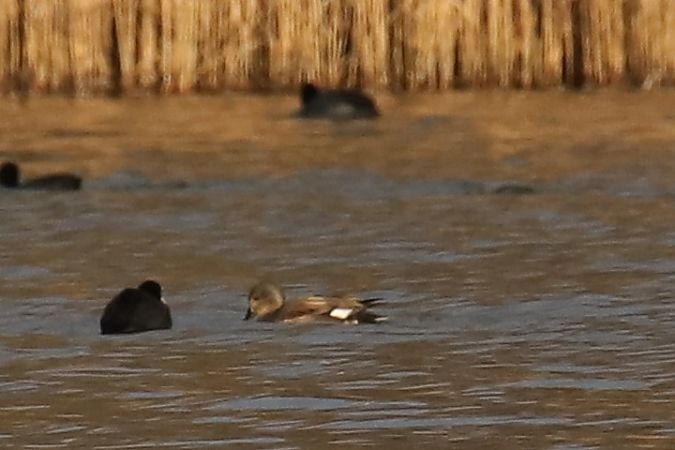 krakwa  - Henryk Piernikarczyk