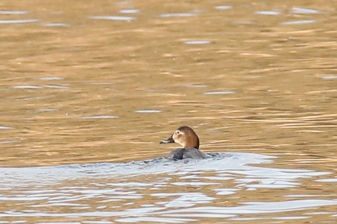 głowienka  - Henryk Piernikarczyk