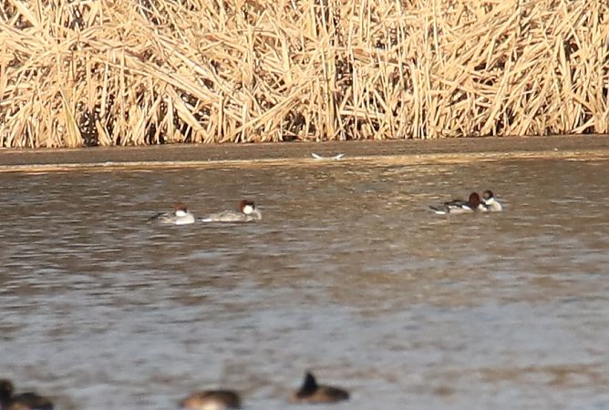 Zwergsäger  - Henryk Piernikarczyk