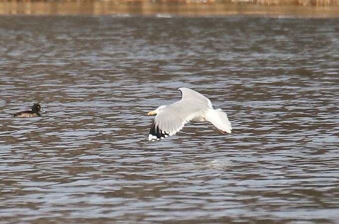 mewa białogłowa  - Henryk Piernikarczyk