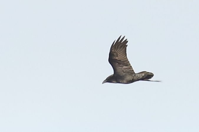 kruk  - Henryk Piernikarczyk