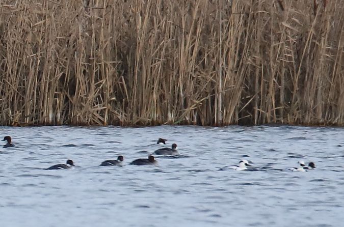 Zwergsäger  - Henryk Piernikarczyk