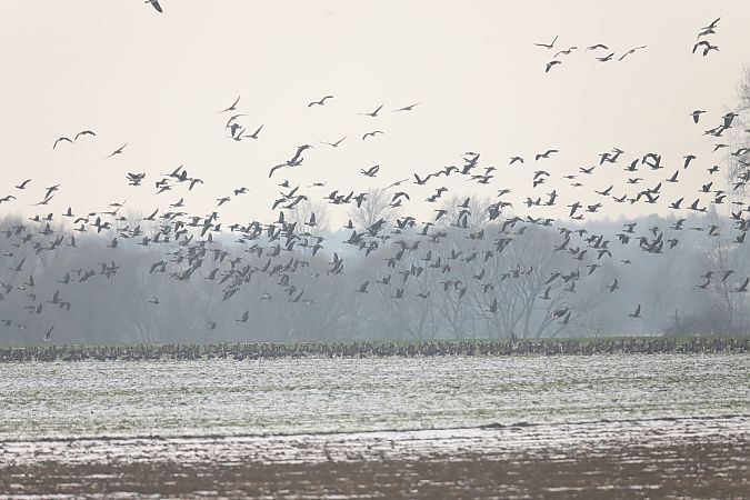 gęś tundrowa  - Henryk Piernikarczyk