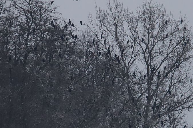 kormoran  - Henryk Piernikarczyk