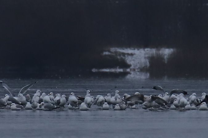 unbest. Grossmöwe  - Henryk Piernikarczyk