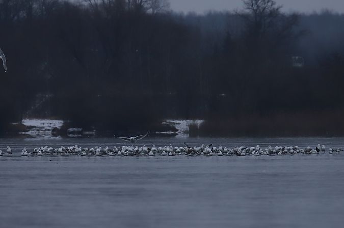 unbest. Grossmöwe  - Henryk Piernikarczyk