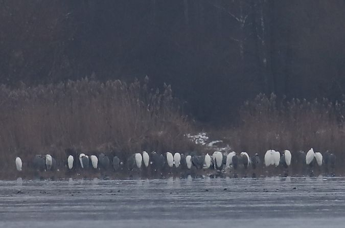 czapla biała  - Henryk Piernikarczyk