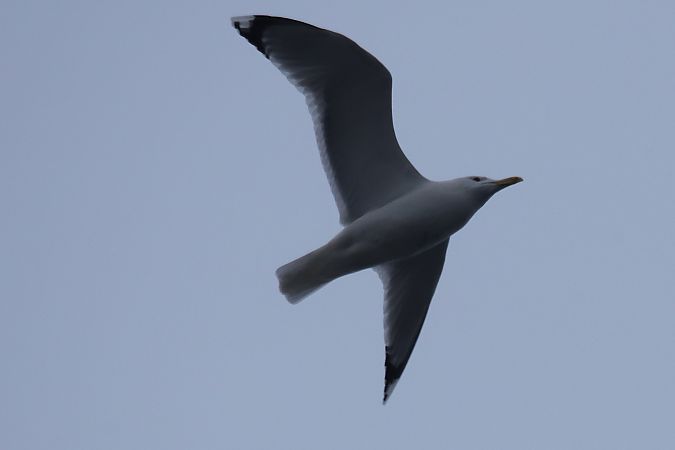 mewa białogłowa  - Henryk Piernikarczyk