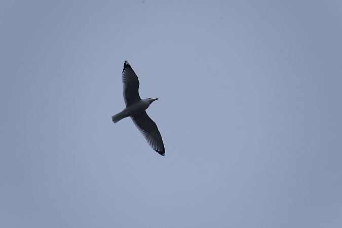 Steppenmöwe  - Henryk Piernikarczyk