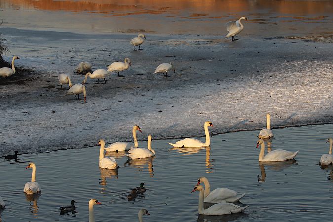 łabędź niemy  - Henryk Piernikarczyk