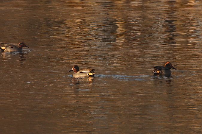 cyraneczka  - Henryk Piernikarczyk