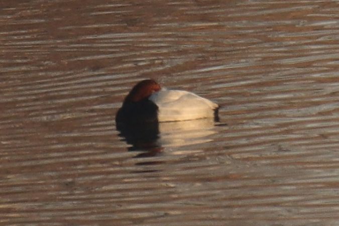 Tafelente  - Henryk Piernikarczyk