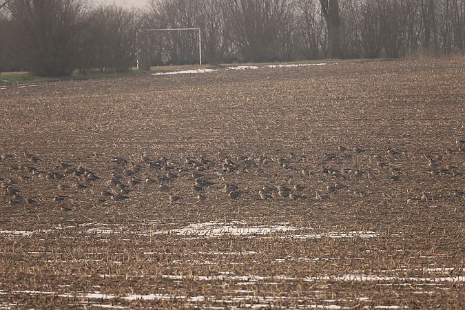 gęsi północne A.albifrons/fabalis/serrirostris  - Henryk Piernikarczyk