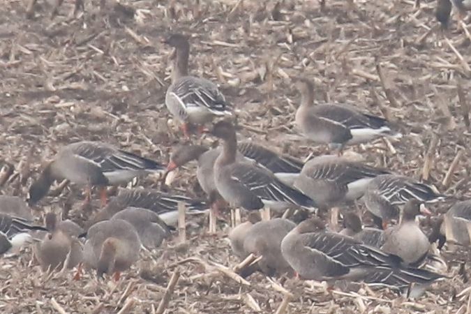 gęsi północne A.albifrons/fabalis/serrirostris  - Henryk Piernikarczyk
