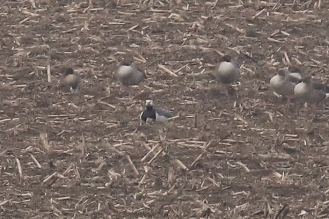 bernikla białolica  - Henryk Piernikarczyk