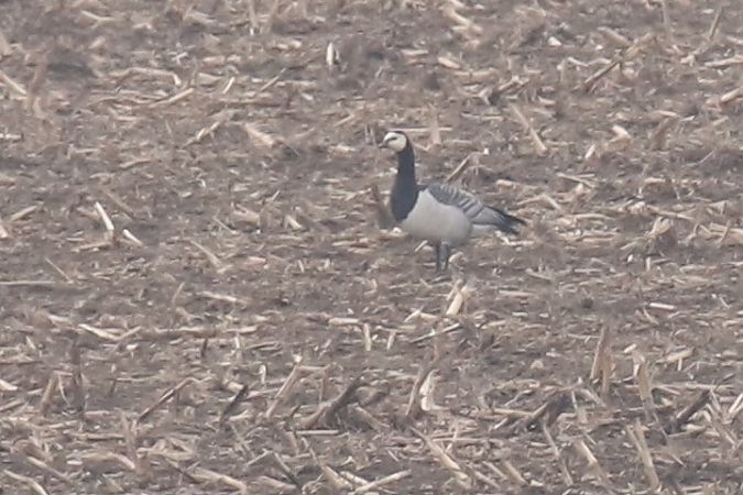 bernikla białolica  - Henryk Piernikarczyk