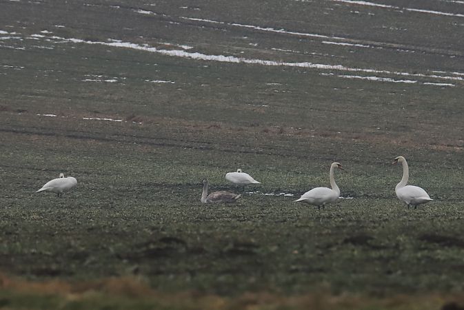 łabędź niemy  - Henryk Piernikarczyk