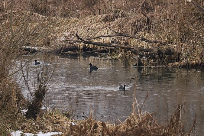 łyska  - Henryk Piernikarczyk