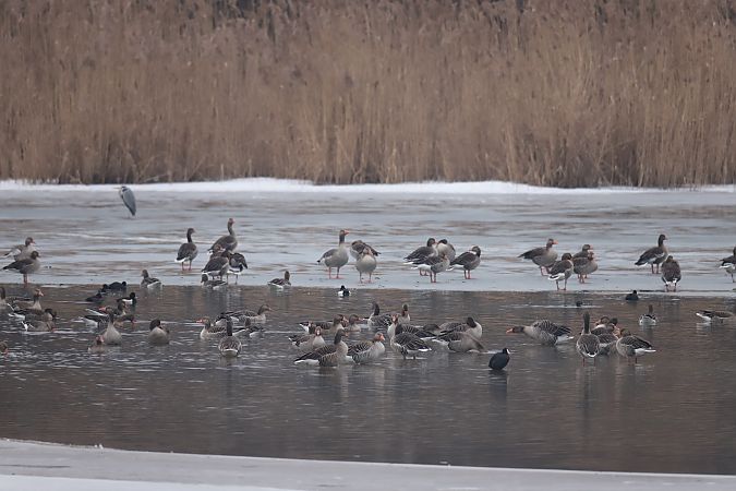 gęgawa  - Henryk Piernikarczyk