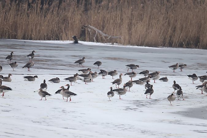gęgawa  - Henryk Piernikarczyk
