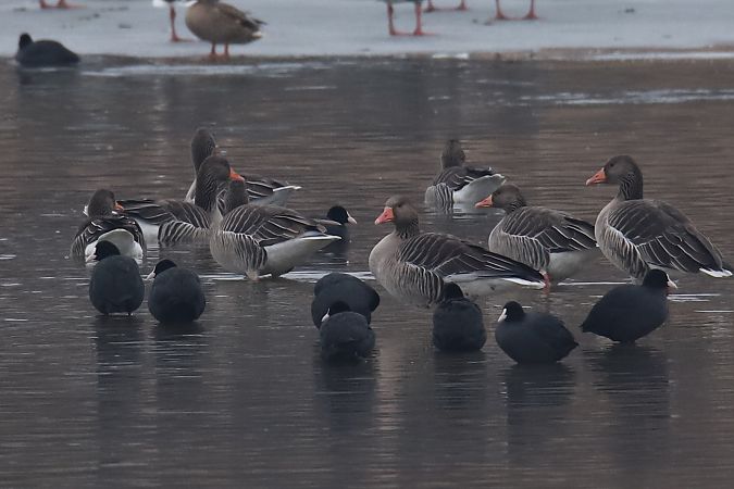 łyska  - Henryk Piernikarczyk