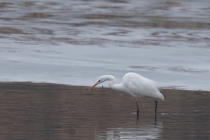 czapla biała  - Henryk Piernikarczyk