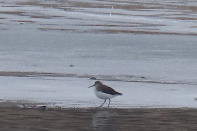 samotnik  - Henryk Piernikarczyk