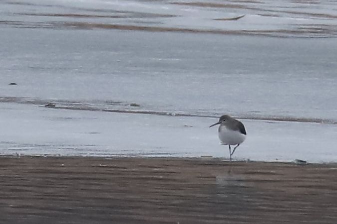 samotnik  - Henryk Piernikarczyk