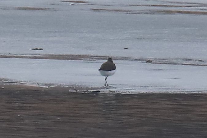 Chevalier culblanc  - Henryk Piernikarczyk