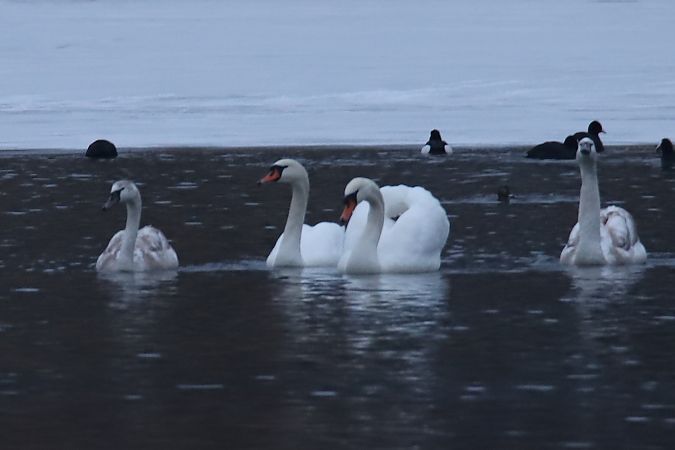 Höckerschwan  - Henryk Piernikarczyk