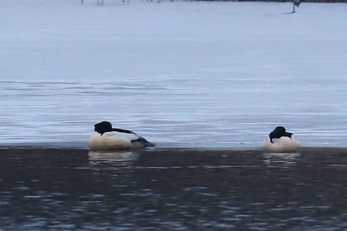 nurogęś  - Henryk Piernikarczyk