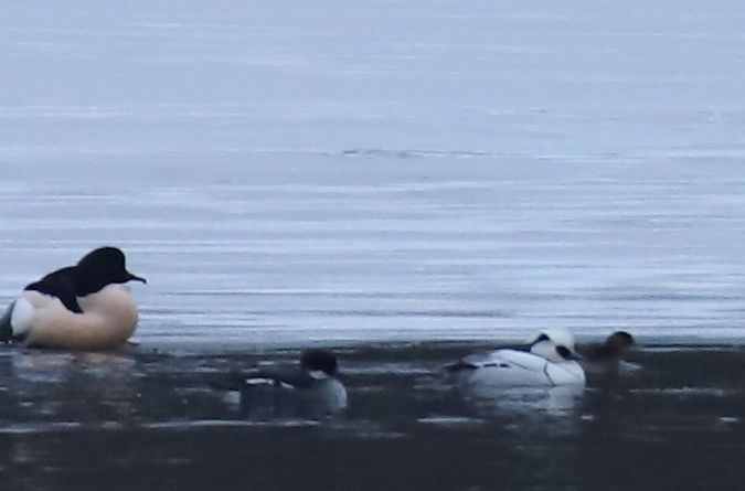 Zwergsäger  - Henryk Piernikarczyk