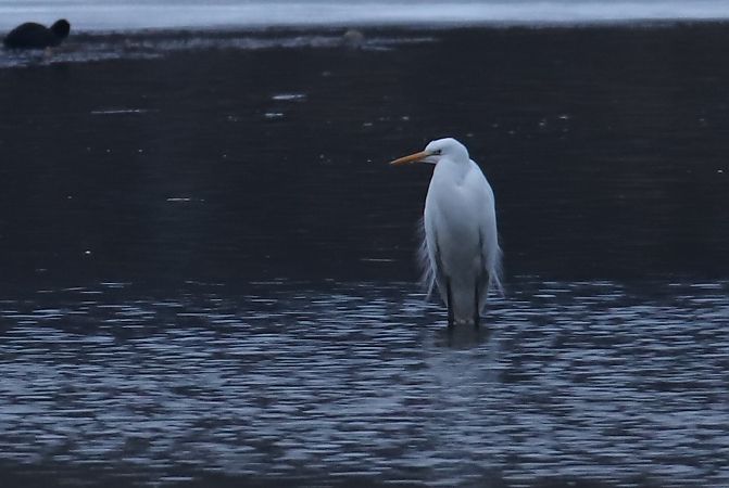 czapla biała  - Henryk Piernikarczyk