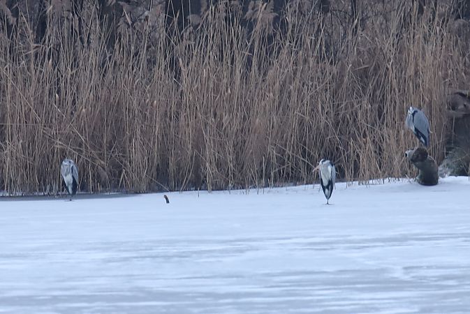 czapla siwa  - Henryk Piernikarczyk