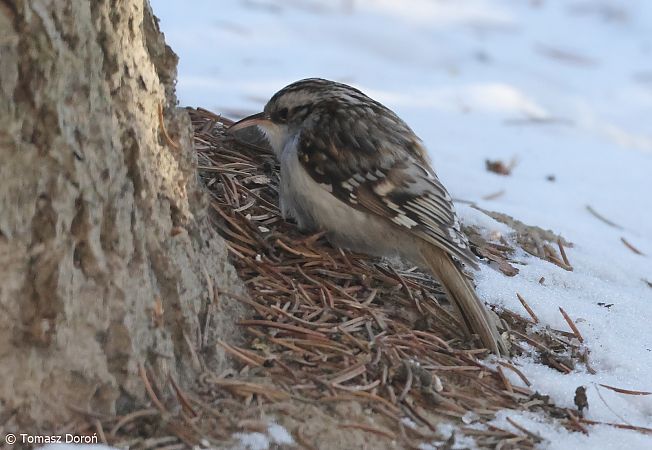 Waldbaumläufer  - Tomasz Doroń