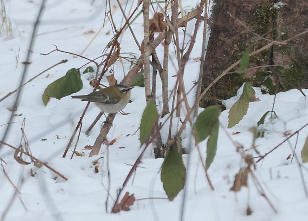 Sommergoldhähnchen  - Tomasz Doroń