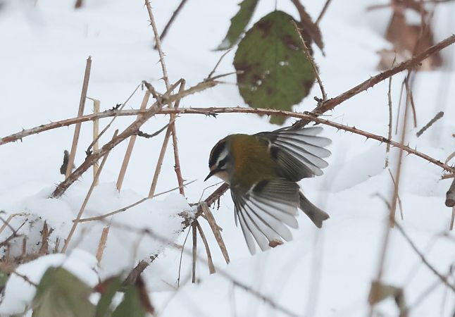 Sommergoldhähnchen  - Tomasz Doroń