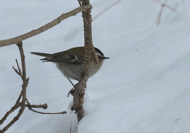 Sommergoldhähnchen  - Tomasz Doroń