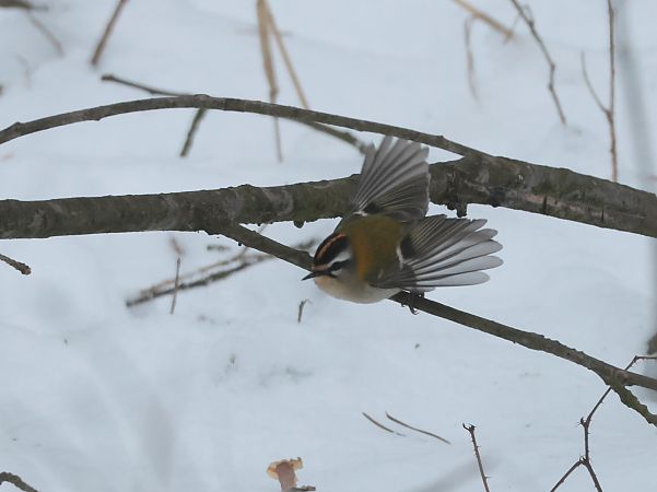 Sommergoldhähnchen  - Tomasz Doroń