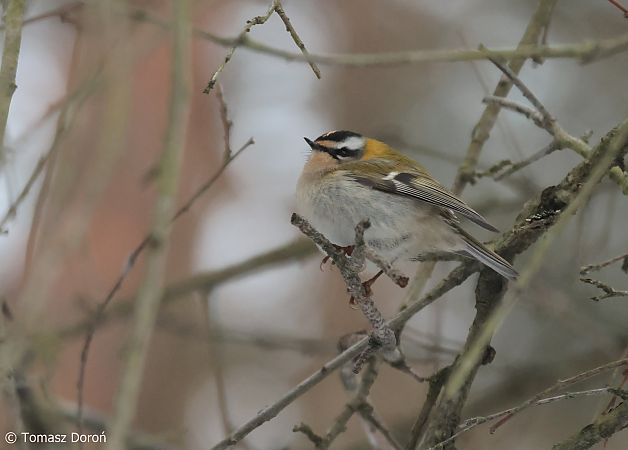 Sommergoldhähnchen  - Tomasz Doroń