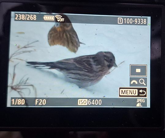 trznadel białogłowy  - Tomasz Doroń