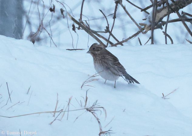trznadel białogłowy  - Tomasz Doroń