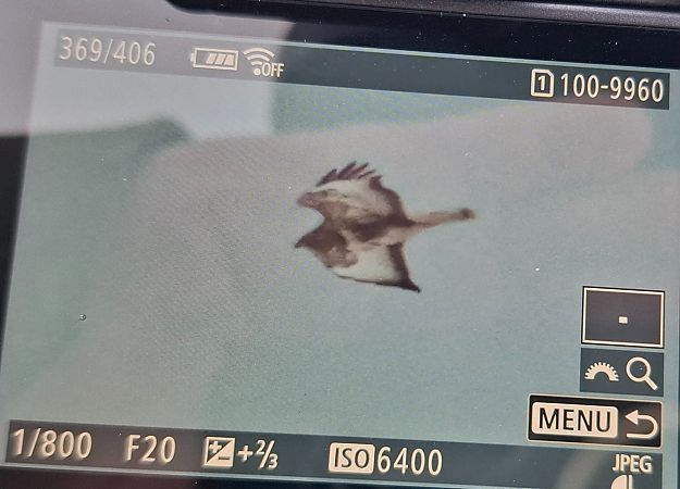 Mäusebussard  - Tomasz Doroń