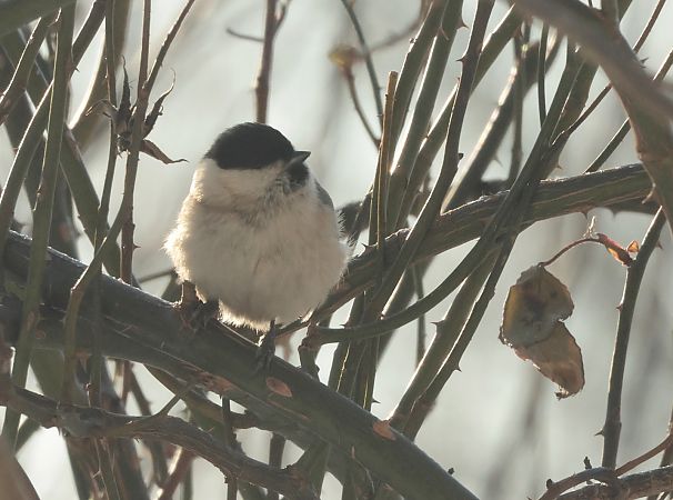 sikora uboga  - Tomasz Doroń
